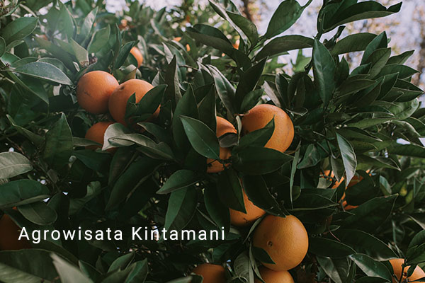 Objek Wisata Pertanian yang Menarik di Kintamani 2 Agrowisata Kintamani -- Paket Wisata Kintamani