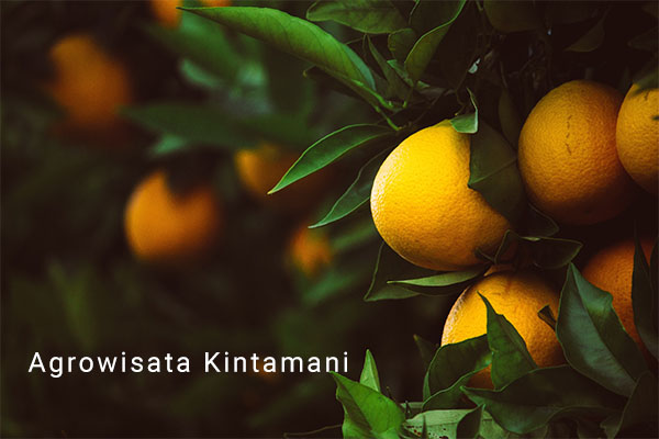 Objek Wisata Pertanian yang Menarik di Kintamani 1 Agrowisata Kintamani - Paket Wisata Kintamani
